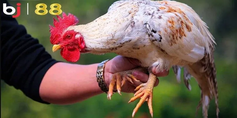 cách làm gà đá lì đòn