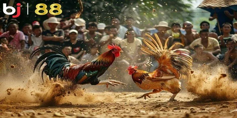 Link trực tiếp đá gà BJ88 là kênh truy cập nhanh và tiện lợi